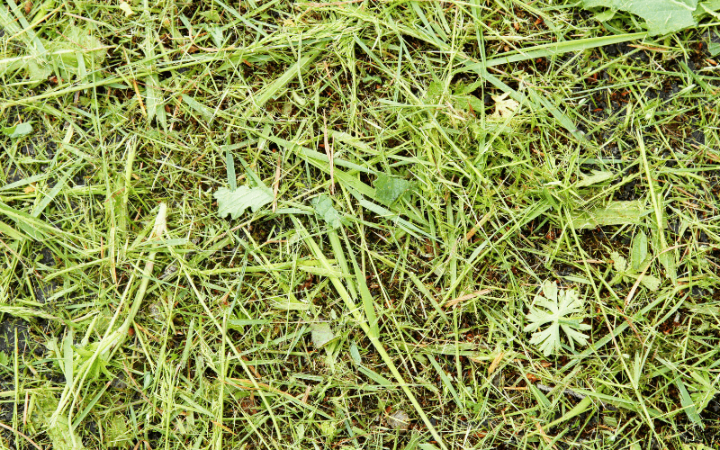 Ścięta trawa.