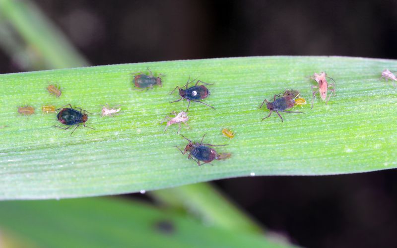 Mszyca Rhopalosiphum padi.