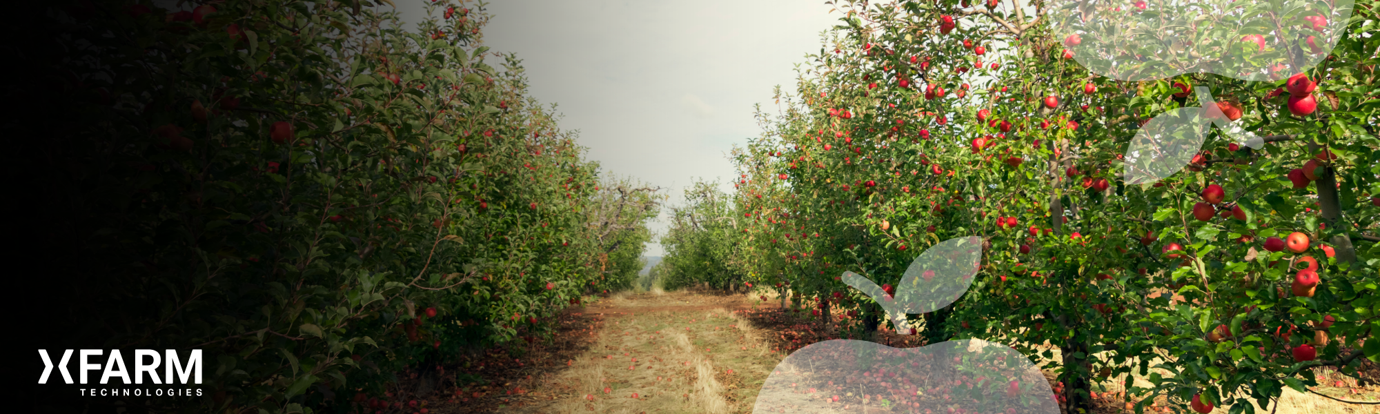 baner 2