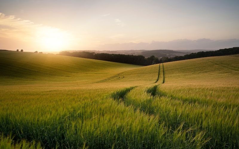 ochrona liścia flagowego w pszenicy