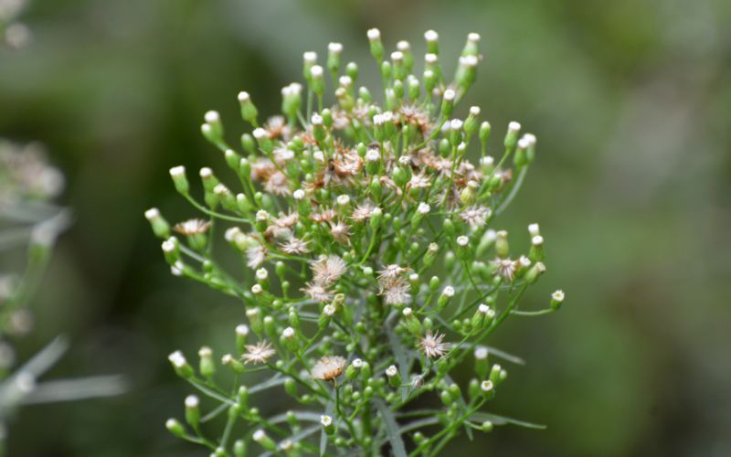 przymiotno kanadyjskie